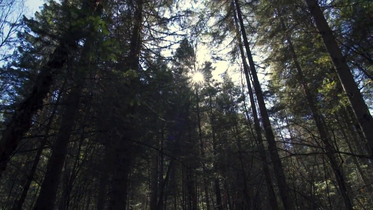 仰拍阳光穿透树林视频素材