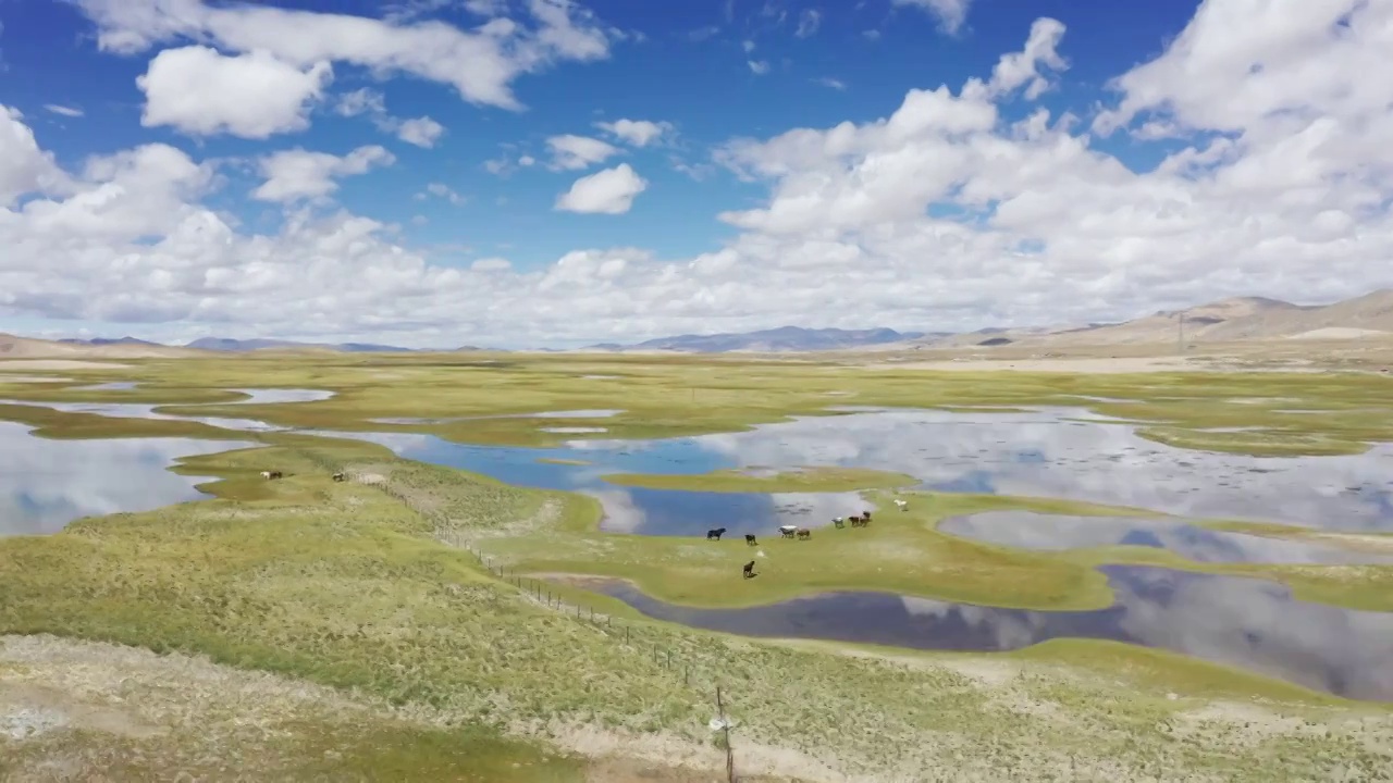 航拍 风景 草原 湖泊 草原湿地 环境 生态 自然风光 西藏 日喀则 放牧 畜牧业 湿地 航拍青藏高视频素材