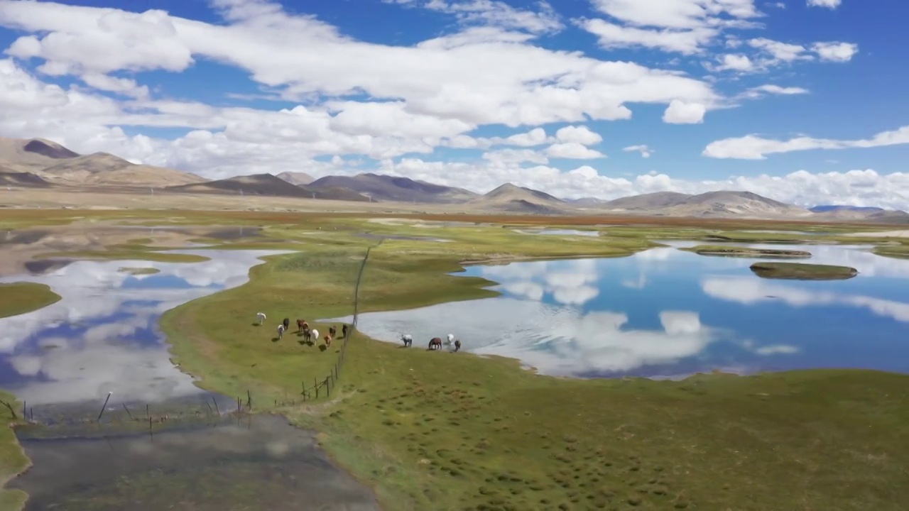 航拍 風景 草原 湖泊 草原濕地 環境 生態 自然風光 西藏 日喀則 放牧 畜牧業 濕地 航拍青藏高視頻素材