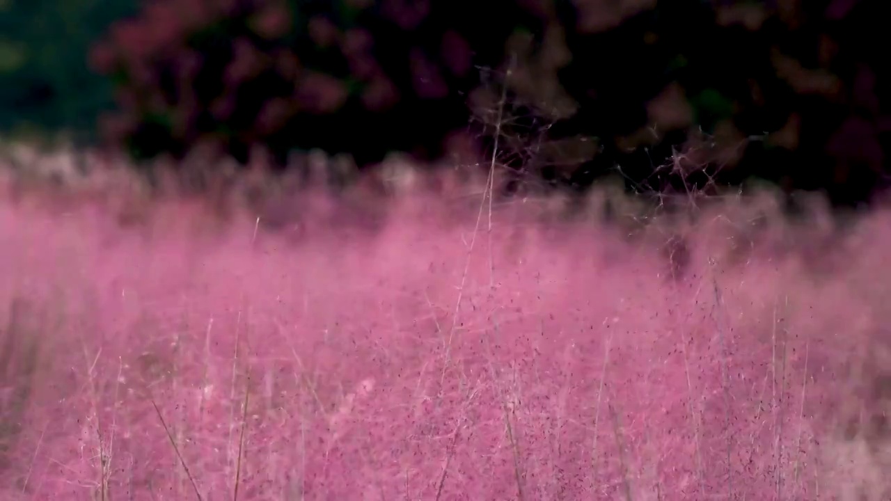 秋天盛开的粉色粉黛草花海视频下载