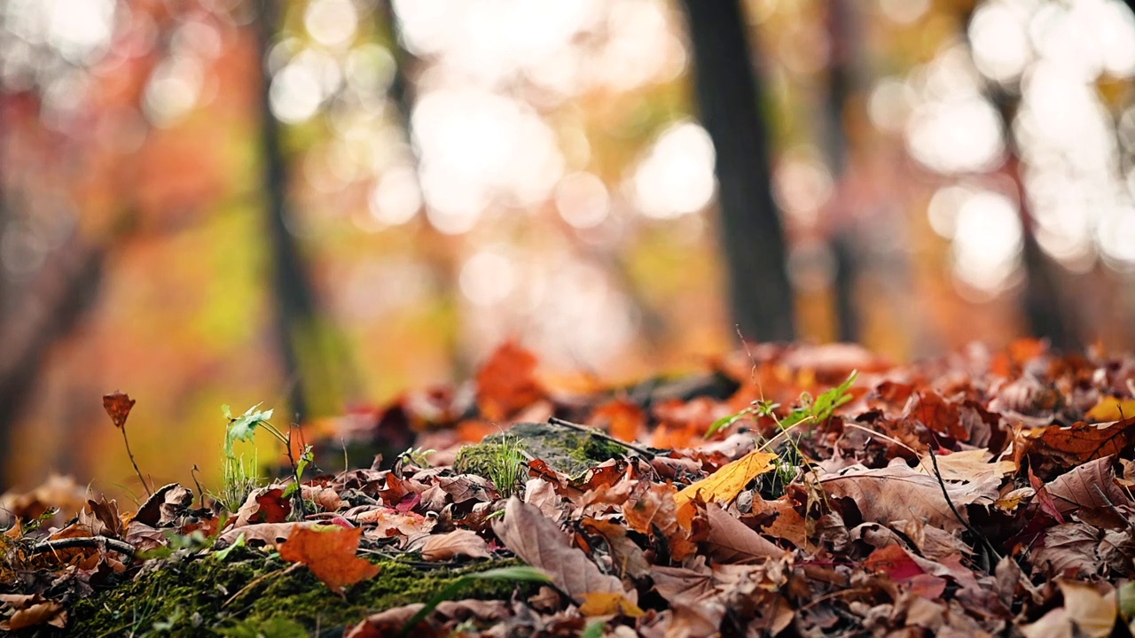 高清秋季秋天落葉楓葉升格慢動作實拍視頻素材