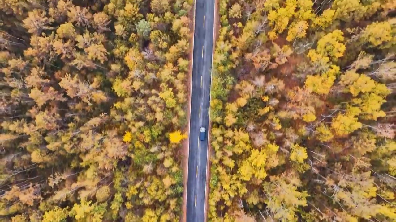 汽车行驶在秋天的原始森林视频下载