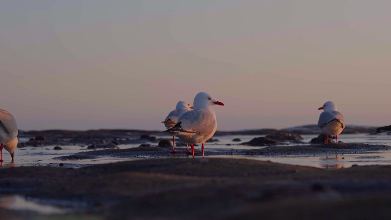 海边的海鸥特写视频素材