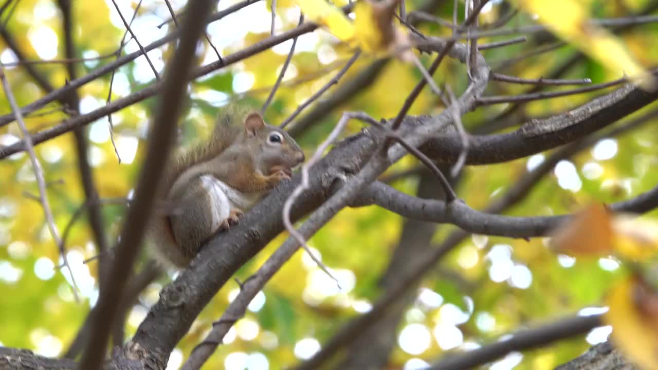 秋天的松鼠视频素材