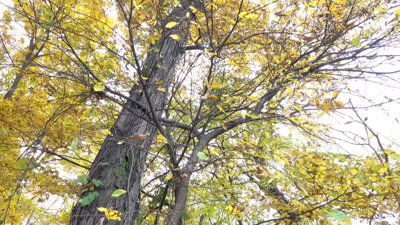 秋天的松鼠视频素材