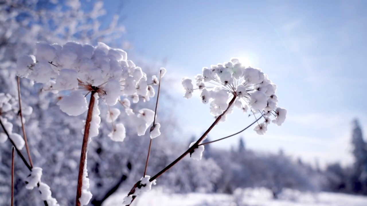 平视到仰视雪花落在枯萎草上逆光蓝天视频下载