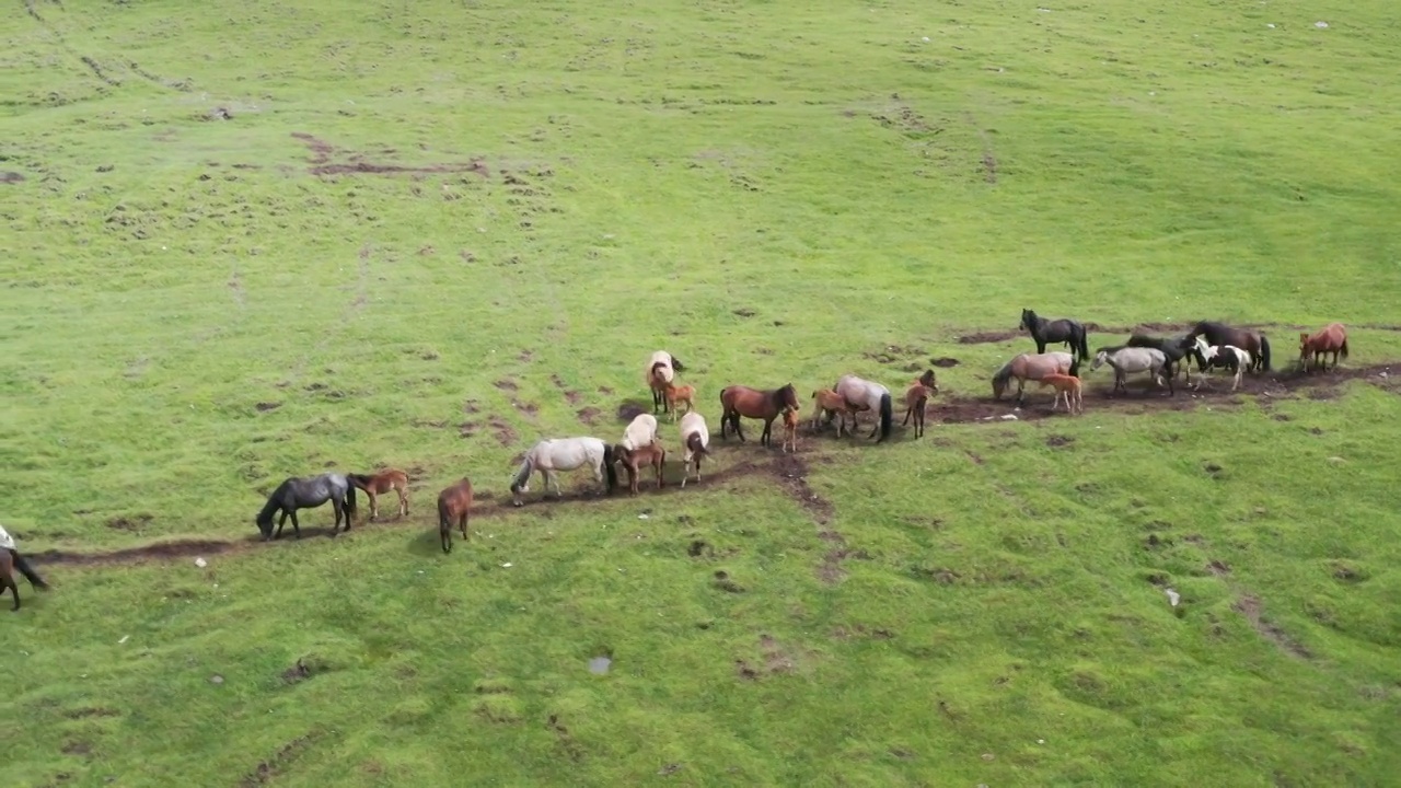 草原上吃草的马航拍视频下载