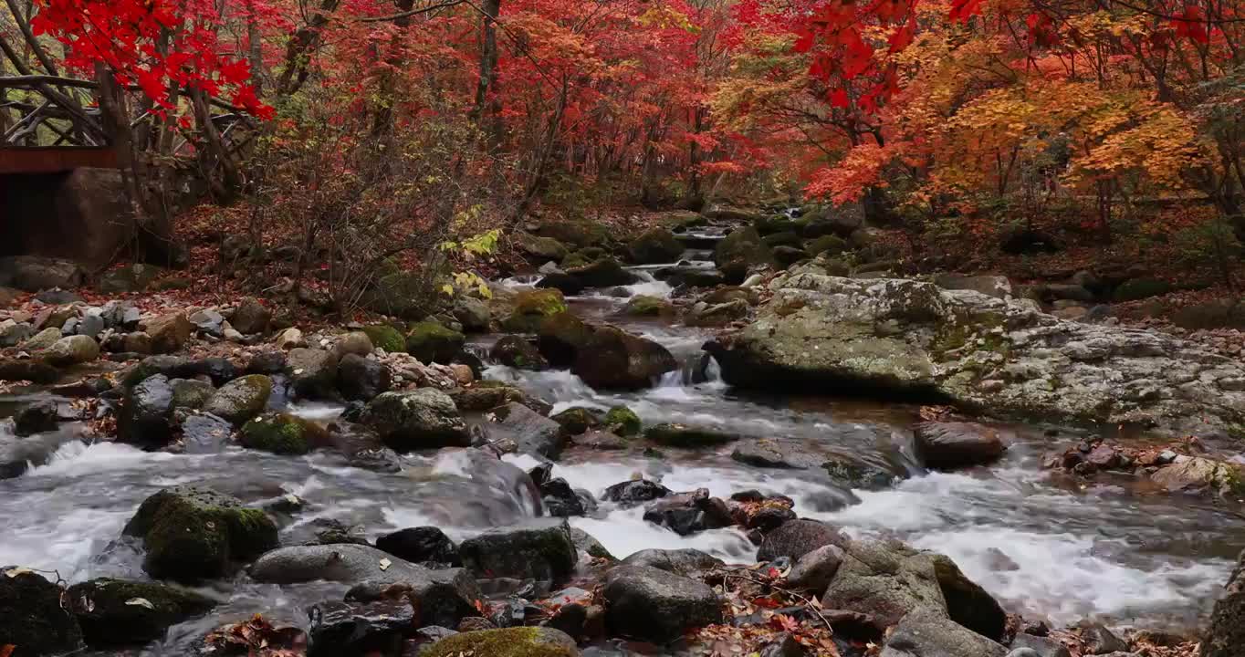 秋天的老边沟，红色的枫叶与苔藓和小溪视频下载
