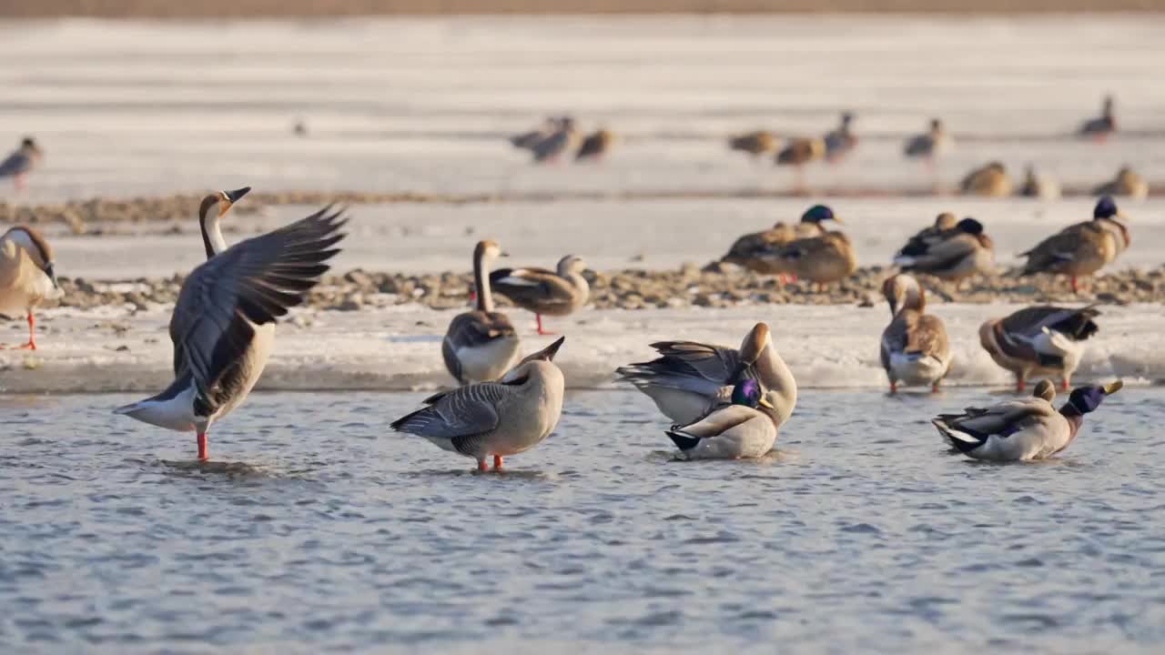 冬季來了，遷徙過冬的大雁在河邊游泳進食自由飛翔視頻購買