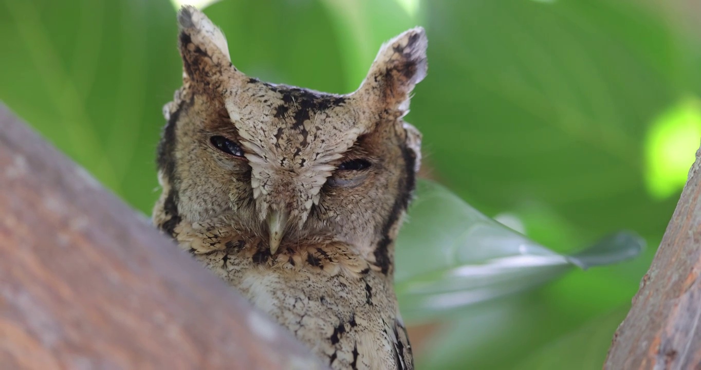 猫头鹰的耳簇视频素材