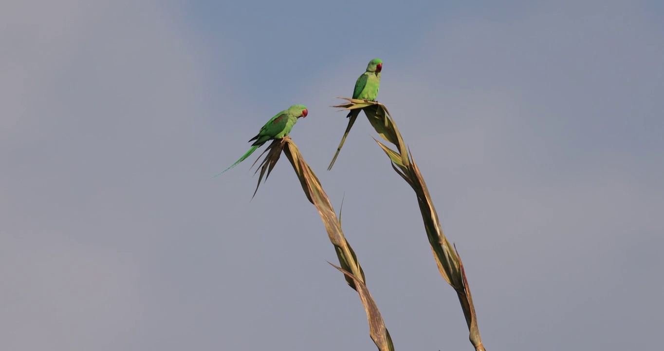 两只野生鹦鹉停在竹子上视频素材