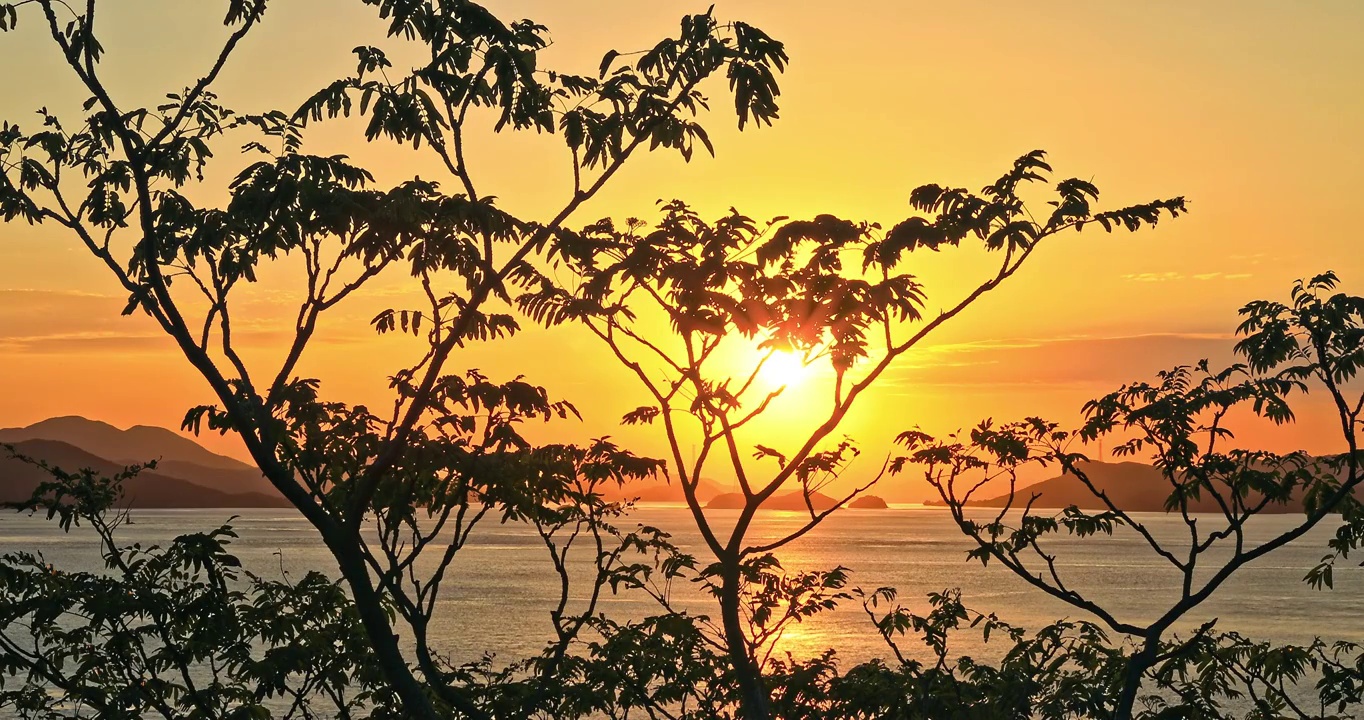 日落时美丽的树木剪影和海洋风光视频素材