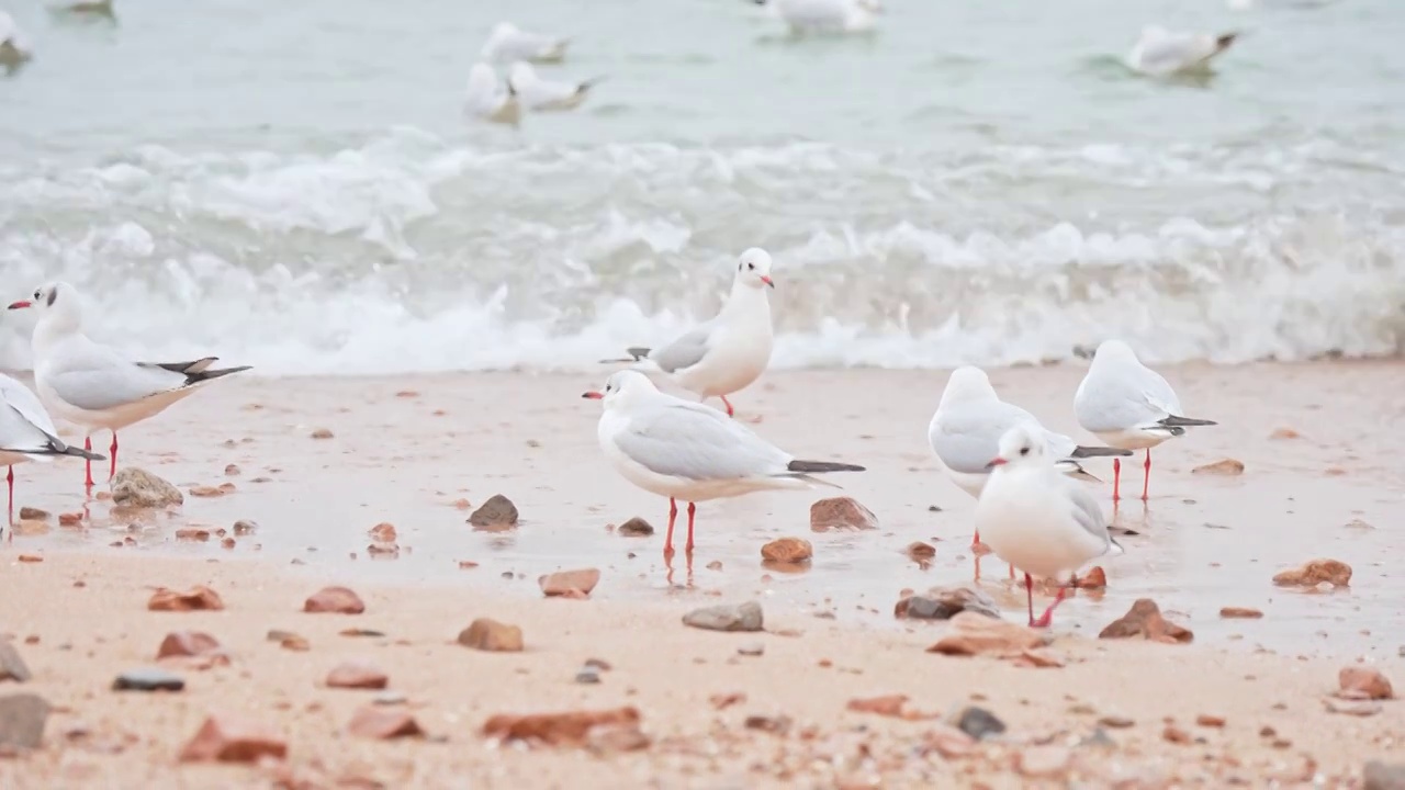 海边站在海水里的白色海鸥视频素材