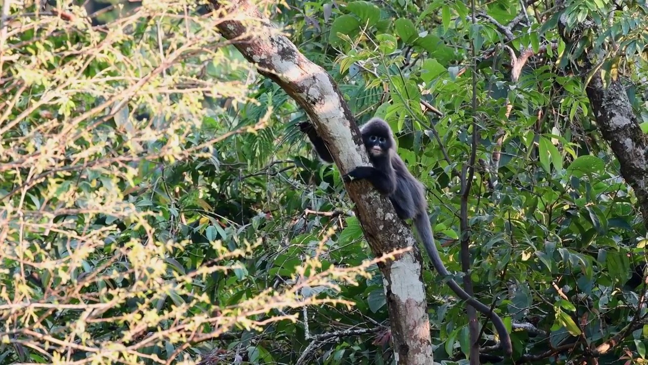 菲氏葉猴趴在樹干上視頻素材