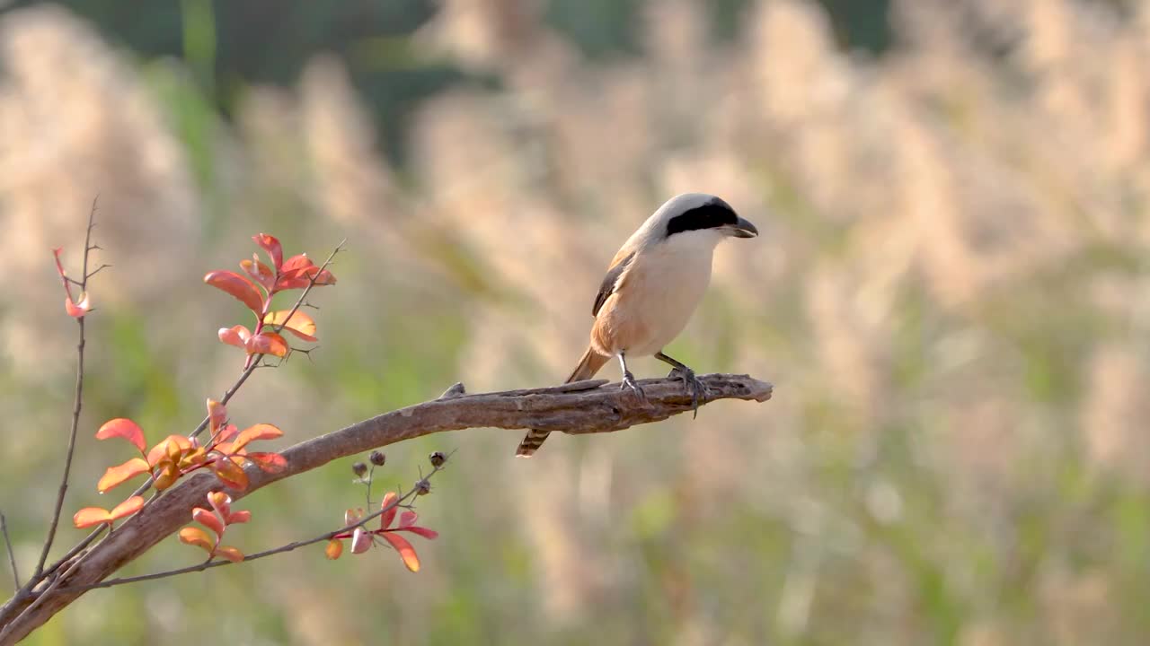 一只棕背伯勞鳥駐守在開闊地附近的樹枝上搜尋目標食物視頻素材