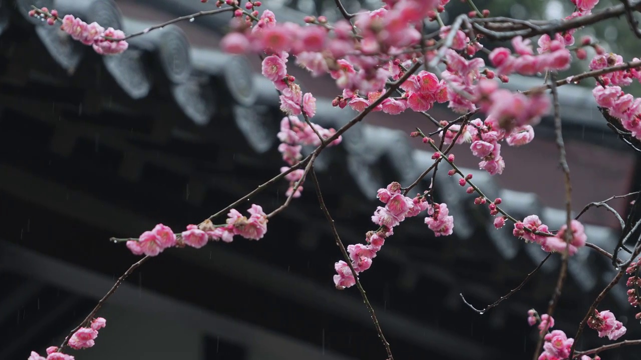 春雨中的梅花视频下载