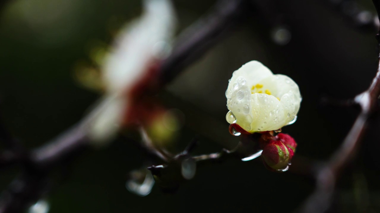 春天唯美的雨中含苞待放的梅花特写视频素材