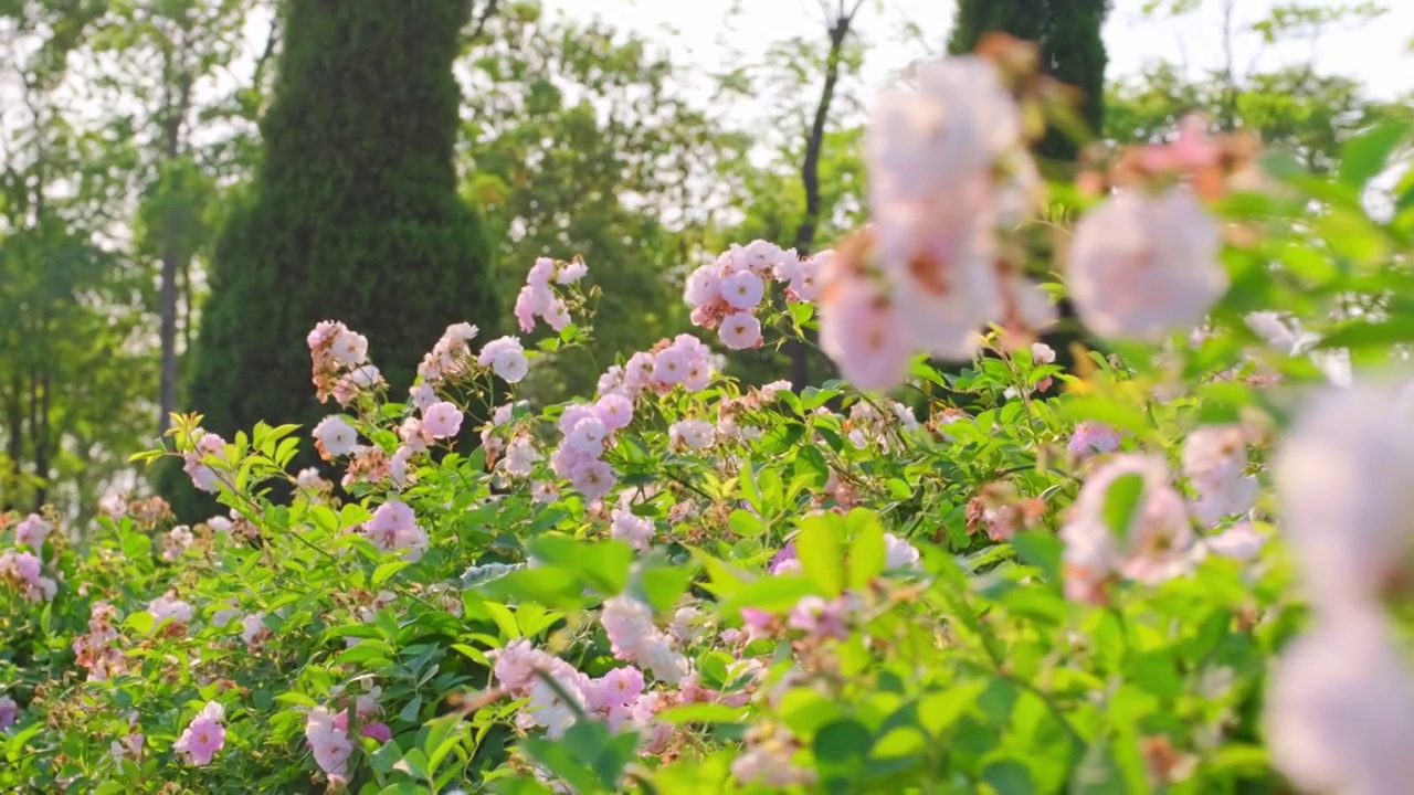 春天里公园里的蔷薇墙视频购买
