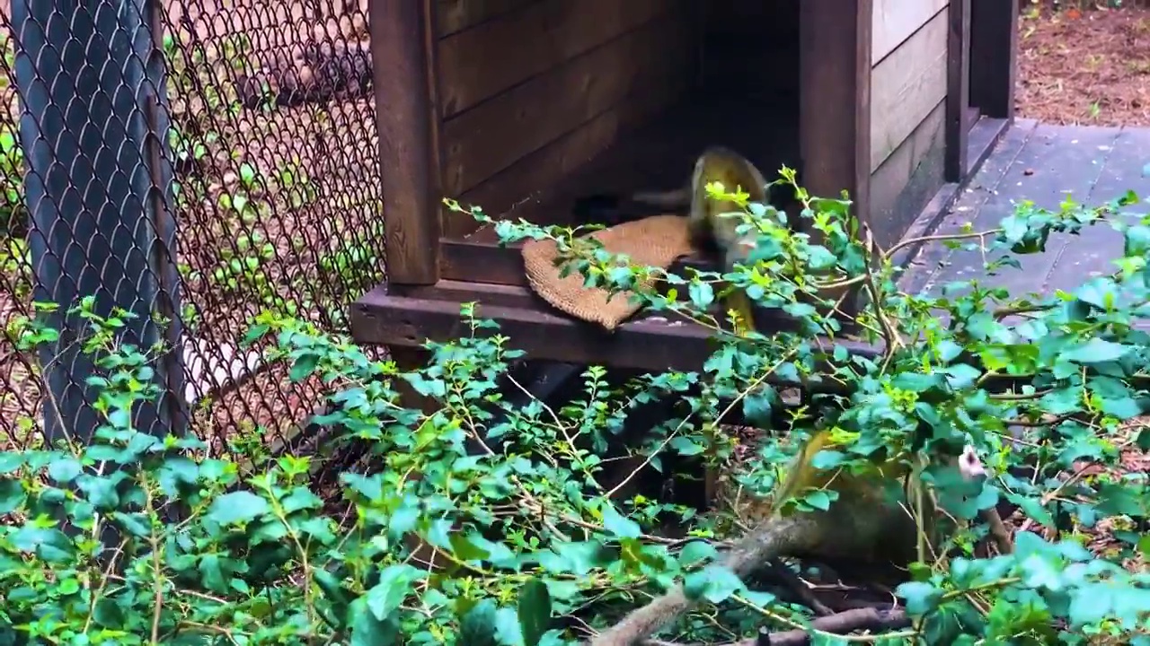 动物园猴子活动猴子行为背景视频下载