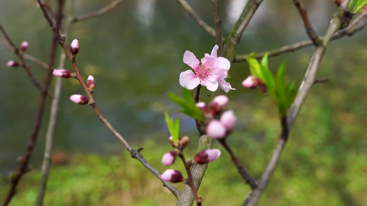 桃花时节，湖边桃花的花朵和花蕾视频素材