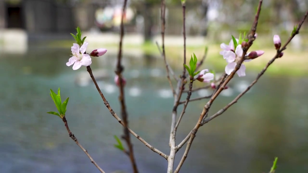桃花时节，春天湖边绽放的桃花视频素材