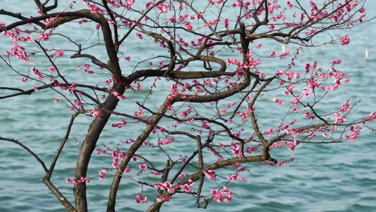 春暖花开，春天南京玄武湖湖畔的梅花和湖水风光视频素材