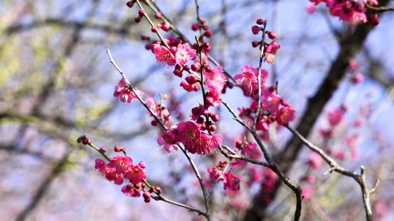 春天江苏南京明孝陵景区，梅花山的粉红色梅花视频素材