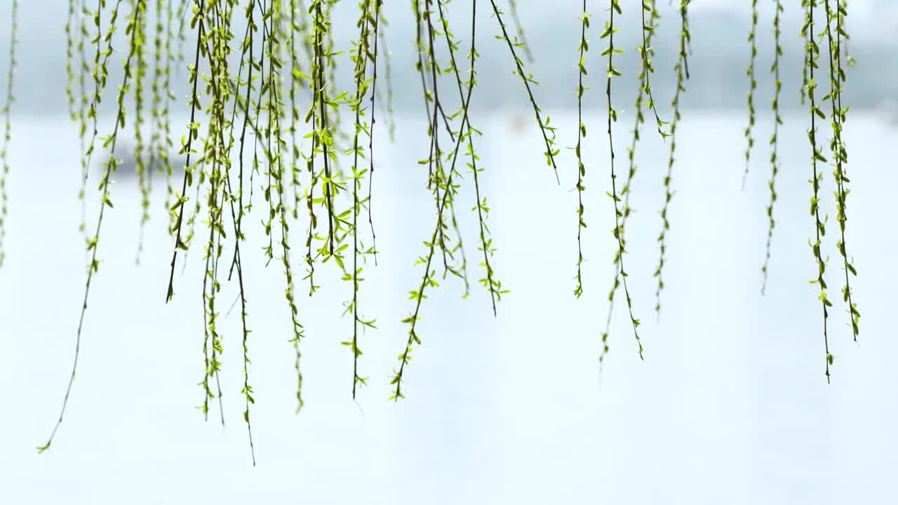 春天南京玄武湖公园柳树发芽，柳条随风飘舞视频素材