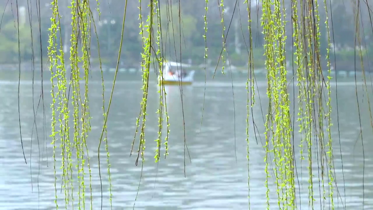 春天南京玄武湖边柳条发芽生长，游客在湖上乘船春游视频素材