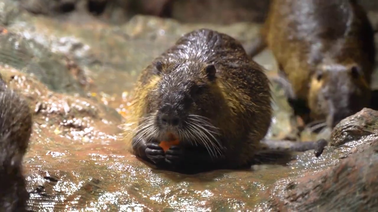 海狸鼠在岸边吃东西休息视频下载