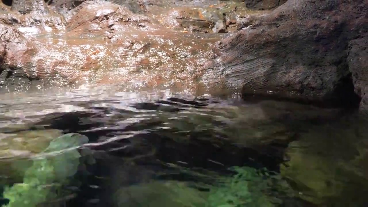 海狸鼠潜水在水面游动特写视频下载