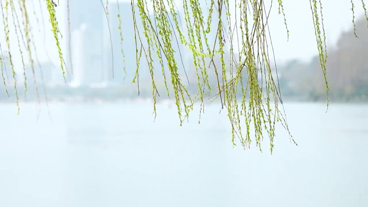 水墨画风格的春天南京玄武湖的湖景风光视频素材