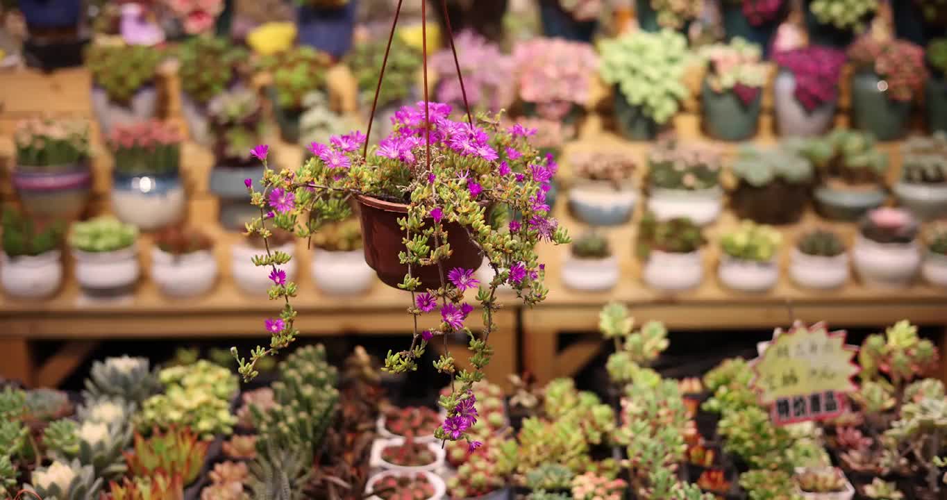 花卉市场的盆花视频下载