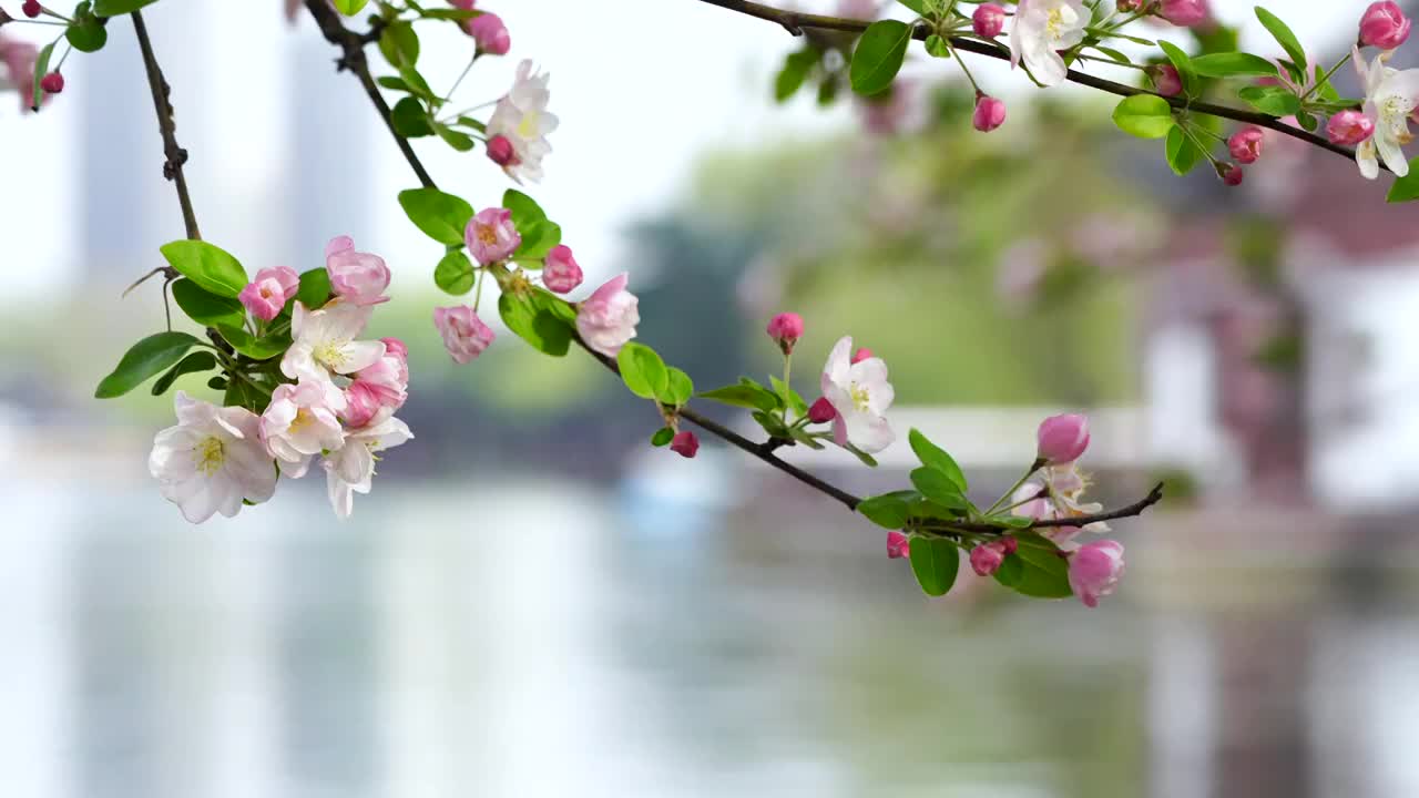 春天南京莫愁湖公园古风建筑背景的海棠花绽放视频素材