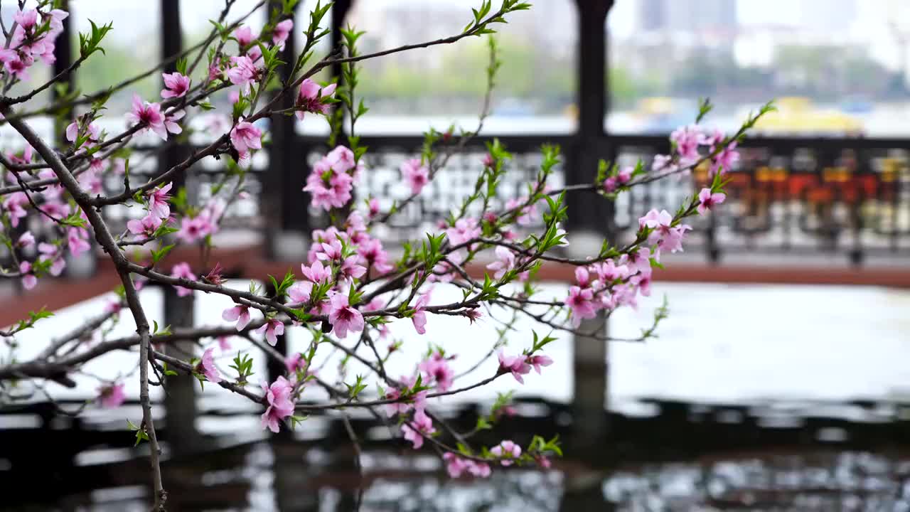 春天南京莫愁湖畔古风建筑背景的桃花视频素材