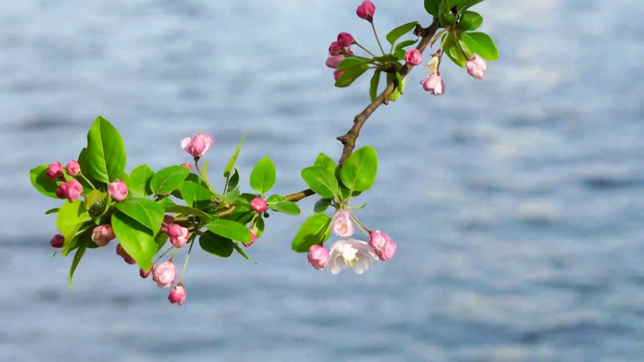 春天南京莫愁湖畔湖水背景的风中海棠花视频素材