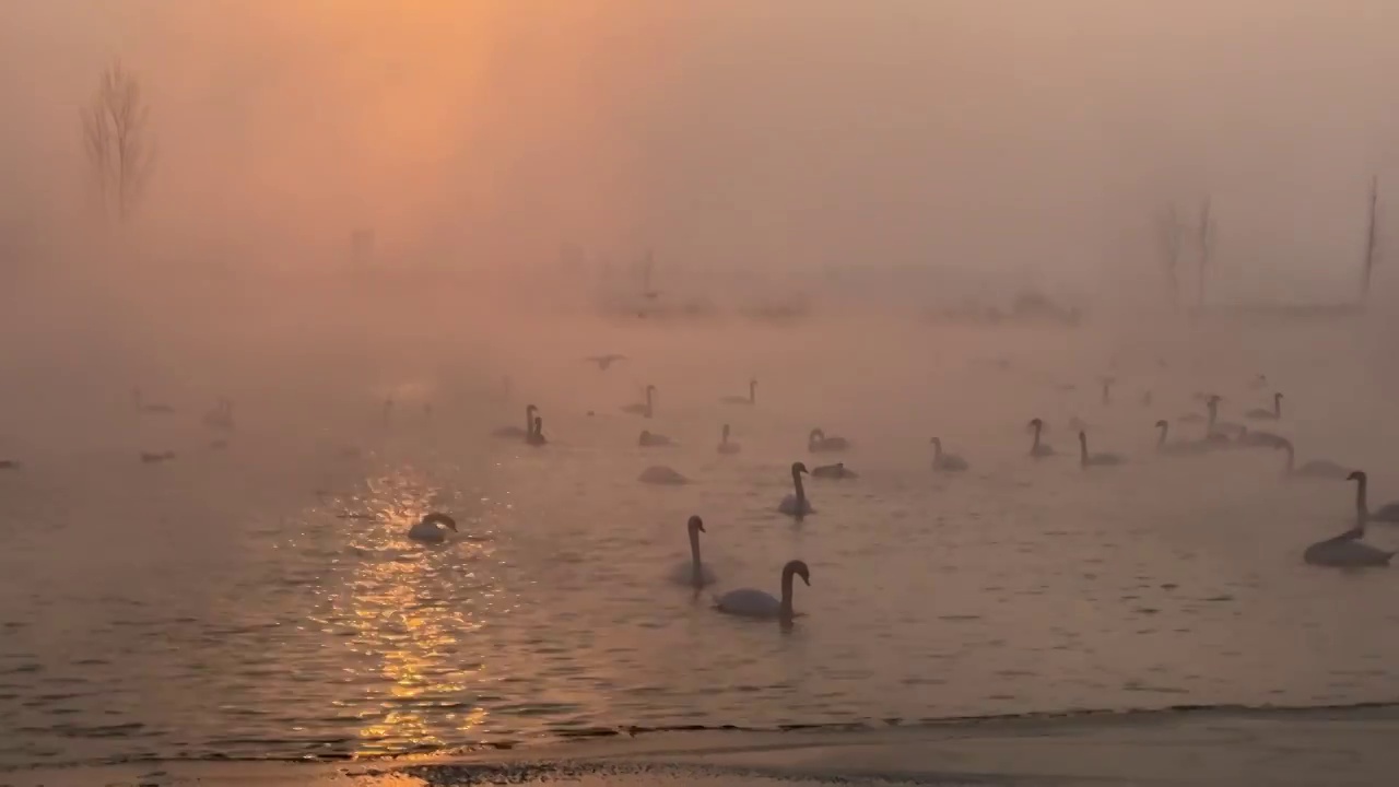 新疆伊犁天鹅泉冬季日出时湖泊晨雾中栖息的天鹅视频购买