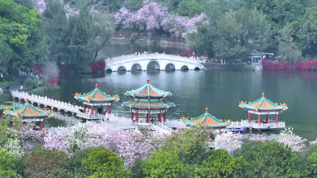 紫荆花开满路的肇庆星湖视频下载