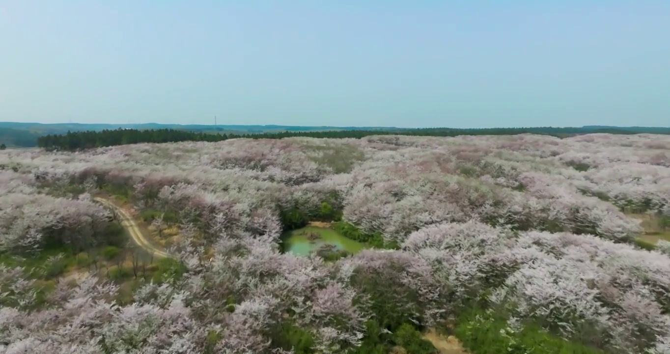 安徽省宣城市郎溪县十字镇新和千亩樱花林风光视频素材