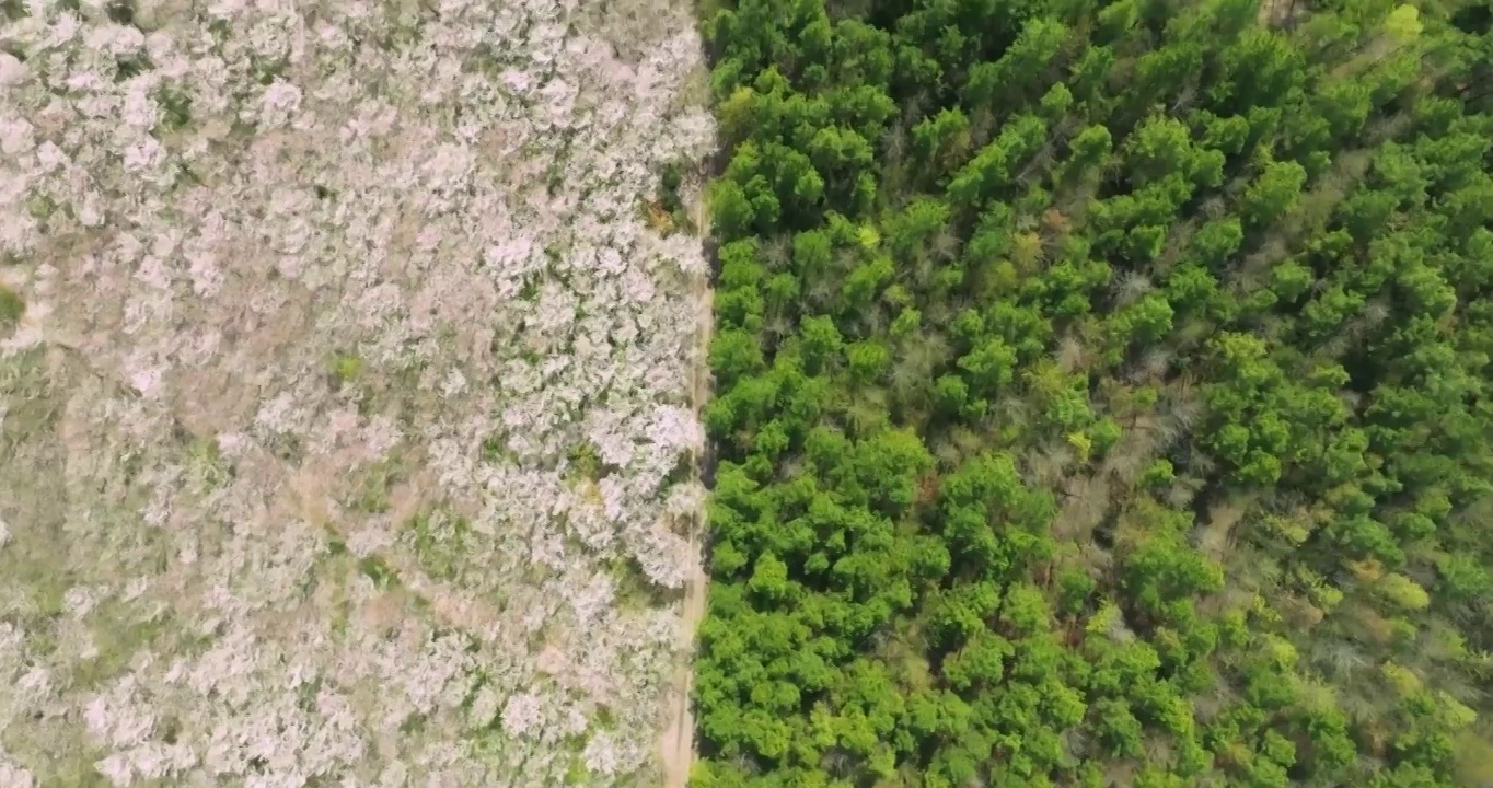 安徽省宣城市郎溪县十字镇新和千亩樱花林风光视频素材
