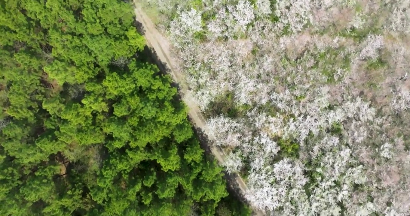 安徽省宣城市郎溪县十字镇新和千亩樱花林风光视频下载
