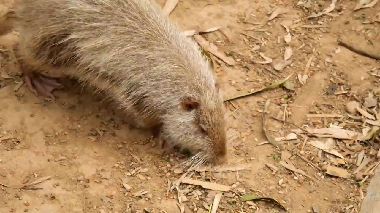 陆地上最大啮齿目动物南美洲草食性海狸鼠正走在荒芜沙地上皮毛质地厚实柔软耐磨绒毛紧密样子敦厚老实可爱视频素材