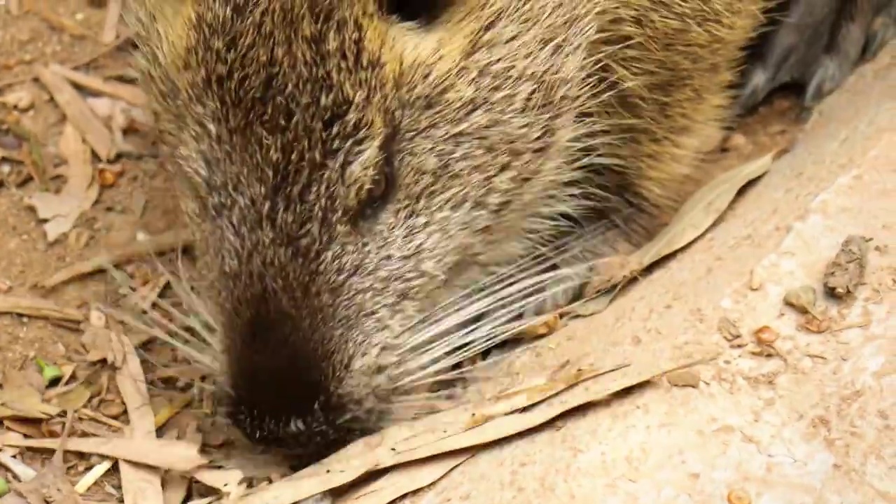 陆地上最大啮齿目动物南美洲草食性海狸鼠正走在荒芜沙地上皮毛质地厚实柔软耐磨绒毛紧密样子敦厚老实可爱视频下载
