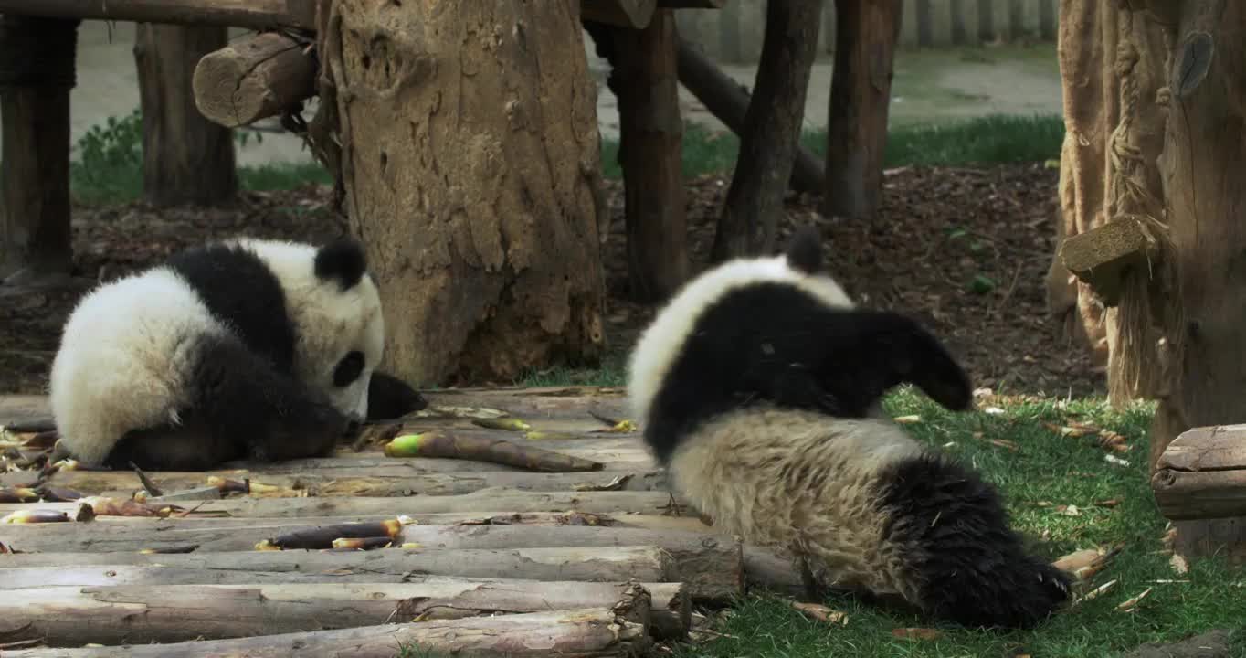 可爱的幼年大熊猫在一起玩耍视频下载