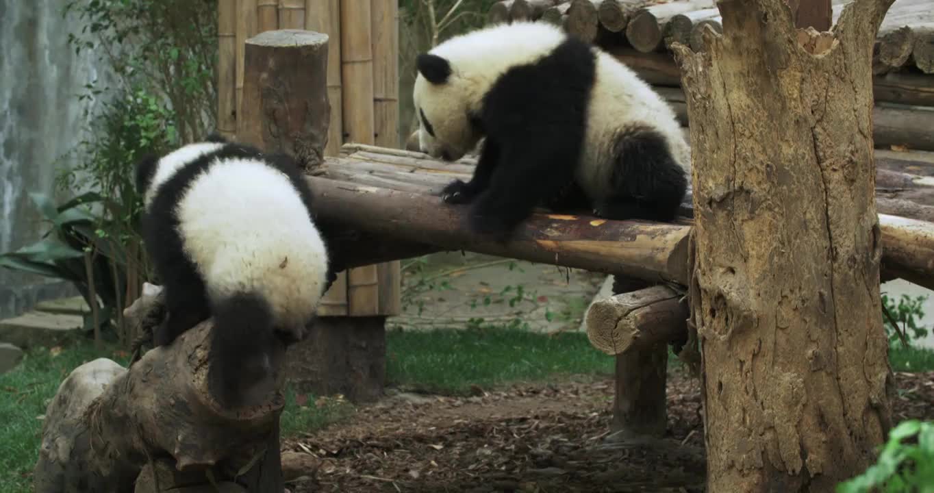 两只可爱的大熊猫幼崽玩耍摔跤嬉戏视频下载