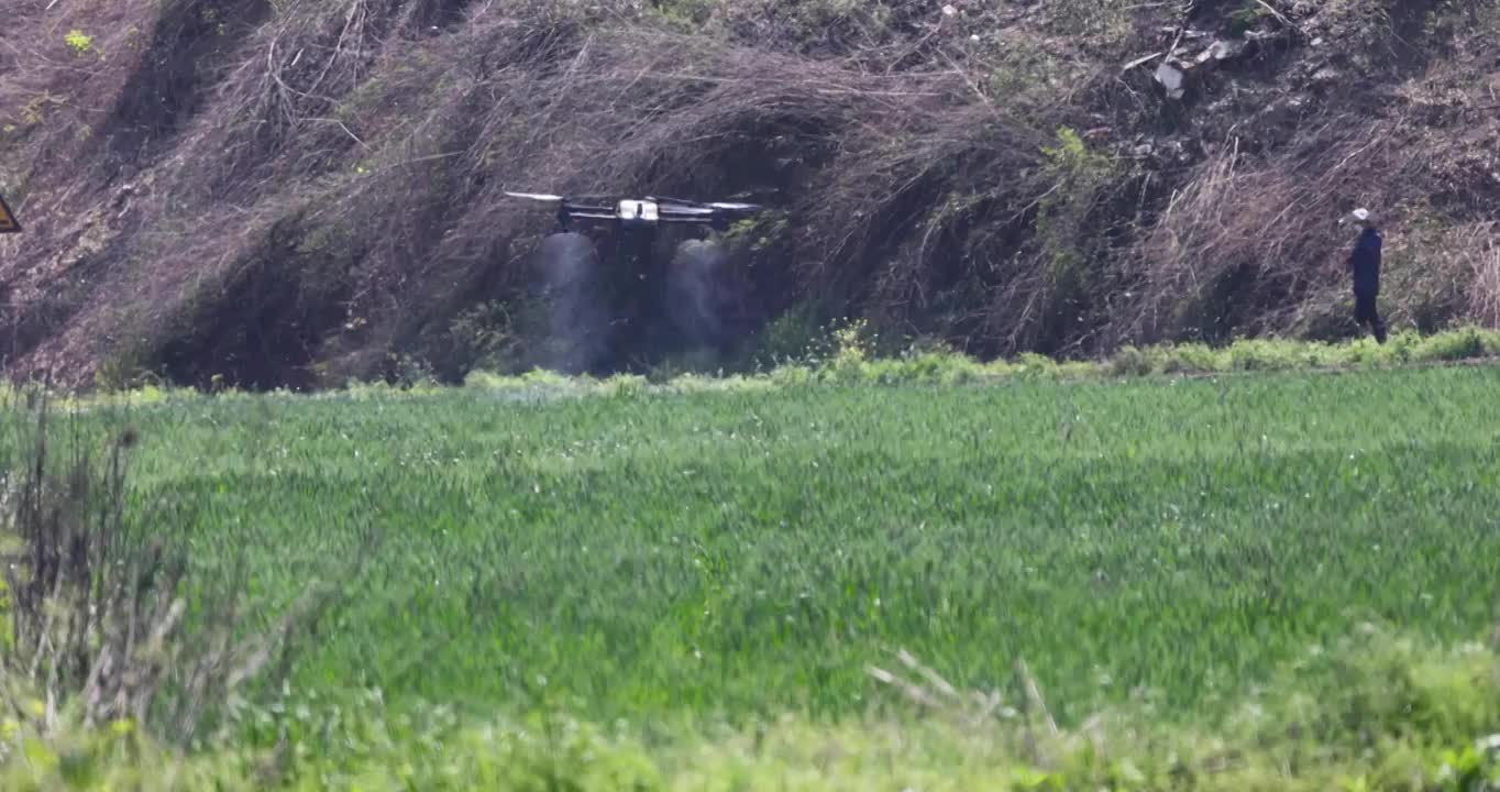 无人机操作手操作大疆植保无人机给小面积麦田喷洒农药视频下载