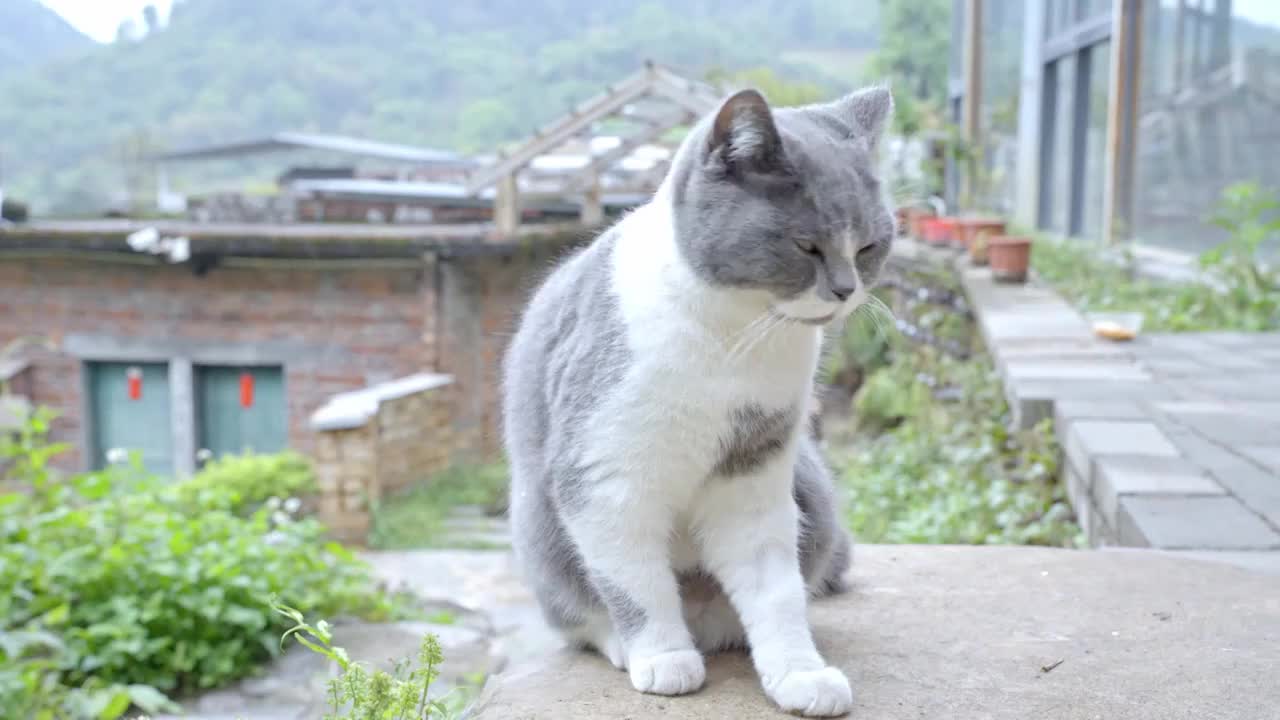 猫咪日常家养宠物小猫吃喝玩乐 蓝猫视频下载