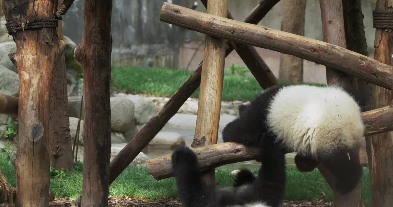 两只可爱的幼年大熊猫在玩耍嬉戏追逐打闹视频下载