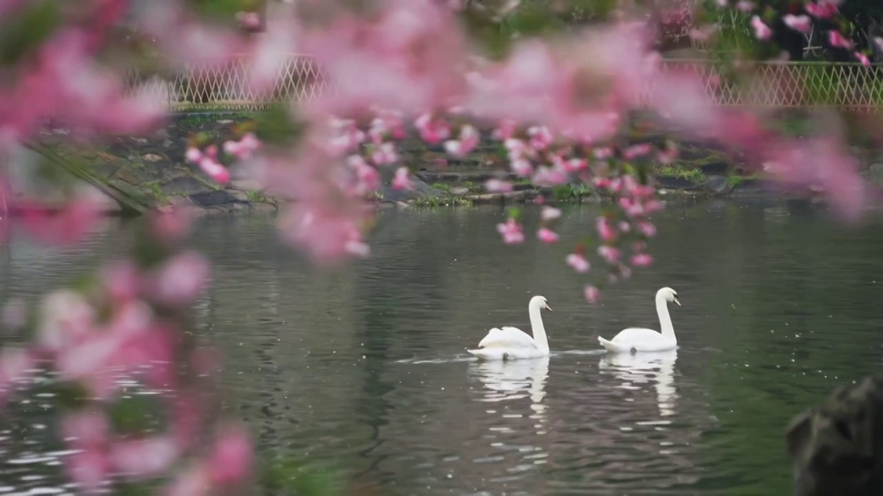 春天海棠花开的莫愁湖里天鹅自由嬉戏视频下载