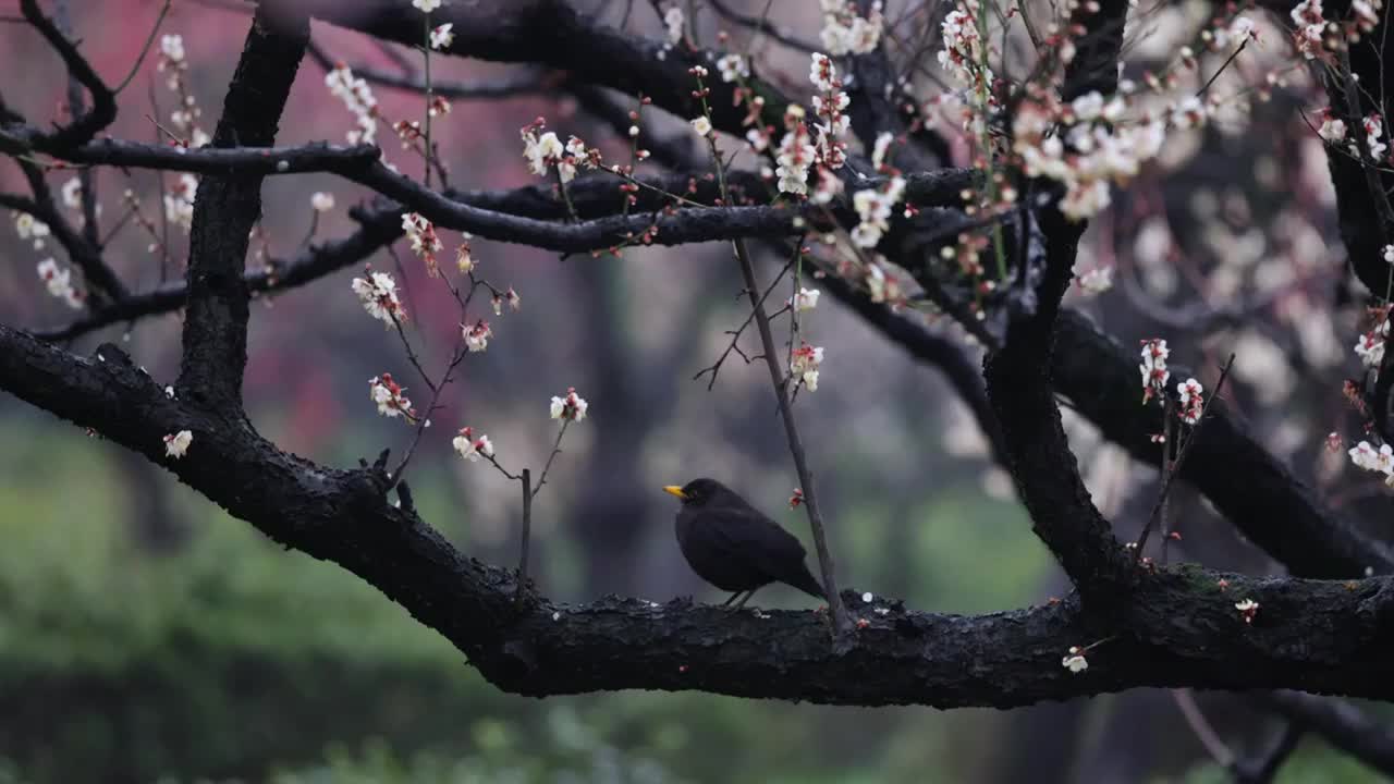 小雨中鸟儿徜徉在春天的梅花山，江苏南京中山陵风景区梅花山视频素材